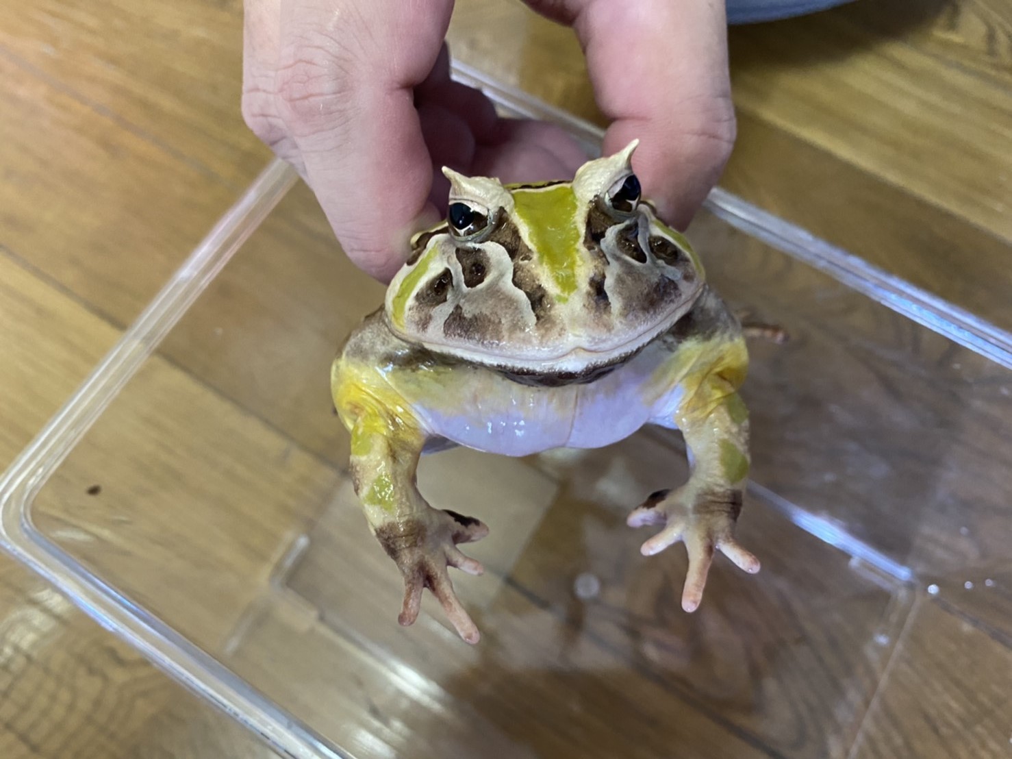 ブラジルツノガエル 16 ブラジルツノガエル 個体別販売ページ 厳選個体 #19-2ツノガエルの