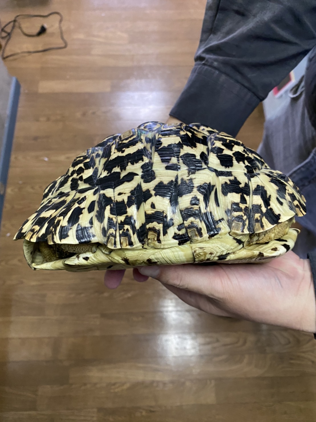 ヒョウモンガメ　２１ｃｍ　オス