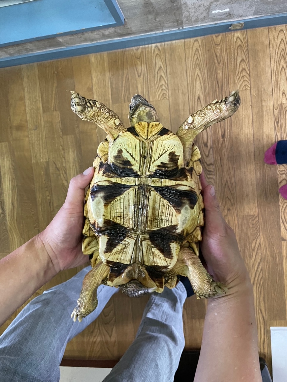 ビルマホシガメ（甲長２３ｃｍ）オス