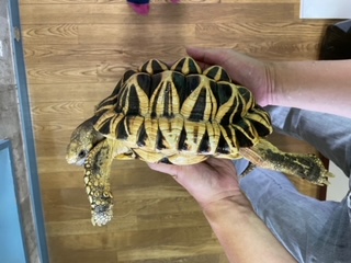 ビルマホシガメ（甲長２３ｃｍ）オス