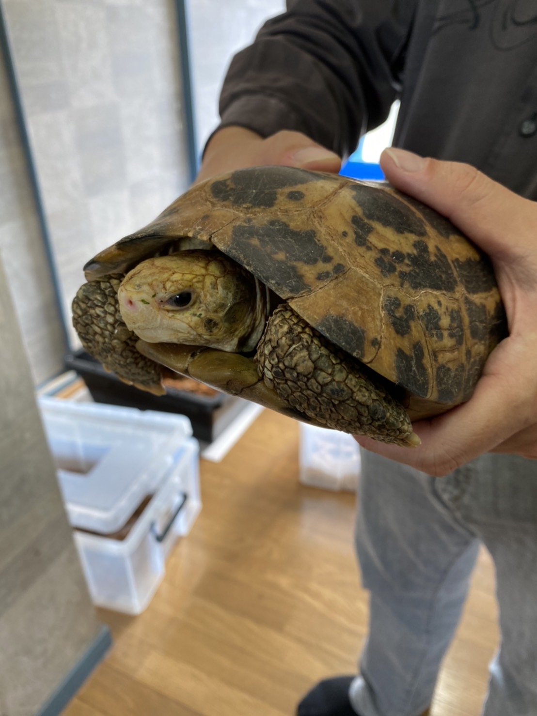 セレベスリクガメ（甲長２３ｃｍ）オス