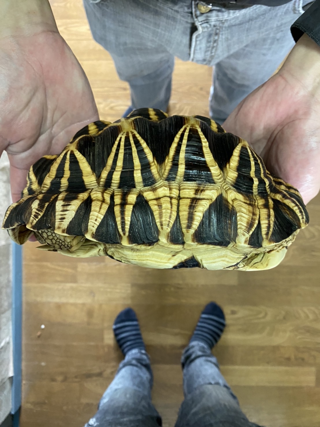 ビルマホシガメ（甲長２３ｃｍ）オス