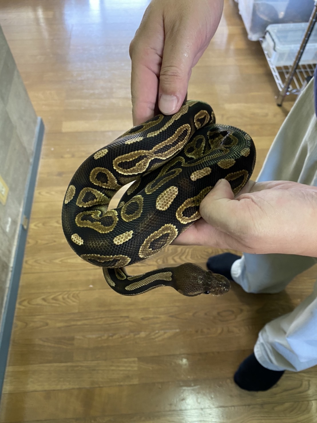 ボールパイソン シナモンhetラベンダー オス グローバルアニマルズ 爬虫類 両生類 鳥類専門店