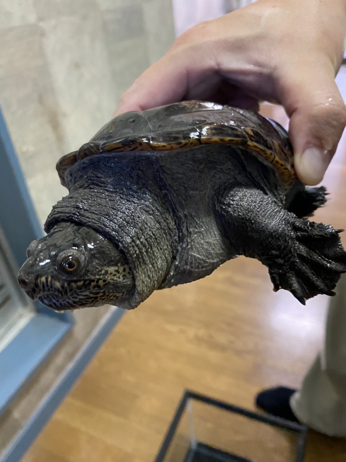 ハラガケガメ メラニスティック 甲長１３ｃｍ オス グローバルアニマルズ 爬虫類 両生類 鳥類専門店