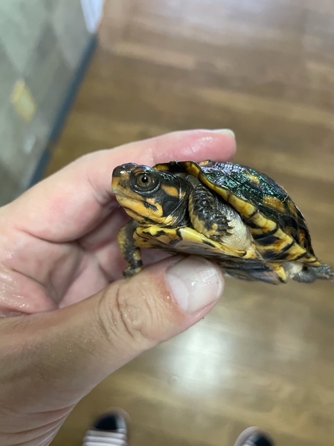 トウブハコガメ（甲長６ｃｍ）