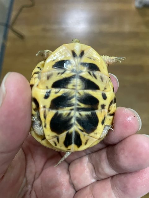 キタニシキハコガメ（甲長５ｃｍ）tsdオス