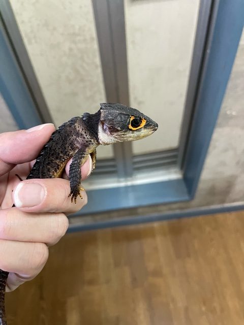 アカメカブトトカゲ