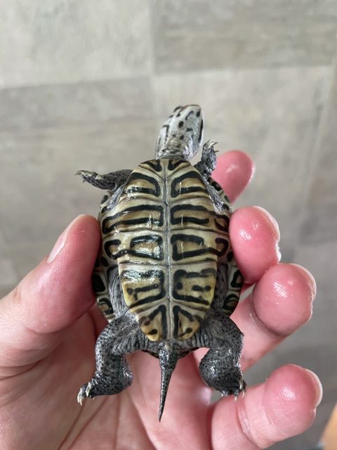 ナチュラ Terrapin テラピン 容量8L | deborahmarshlaw.com