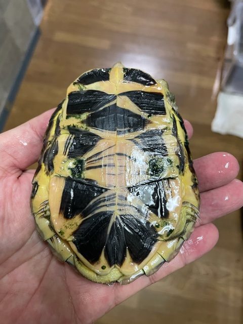 コガネハコガメ（甲長１１ｃｍ）オス