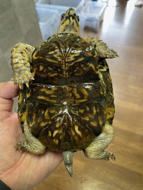 トウブハコガメ（甲長１２．５ｃｍ）オス