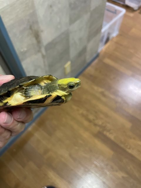 コガネハコガメ（甲長１１ｃｍ）オス