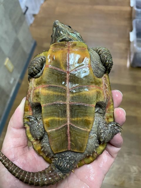 シウイオオアタマガメ（甲長１３ｃｍ）オス