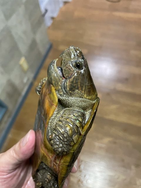 シウイオオアタマガメ（甲長１３ｃｍ）オス