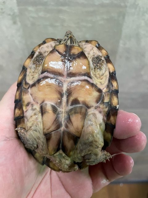 カブトニオイガメ（甲長９ｃｍ）メス