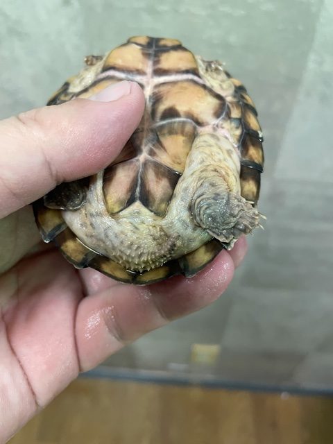 カブトニオイガメ（甲長９ｃｍ）メス