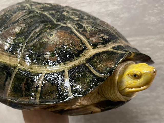 アルビノヒジリガメ（甲長２４ｃｍ）