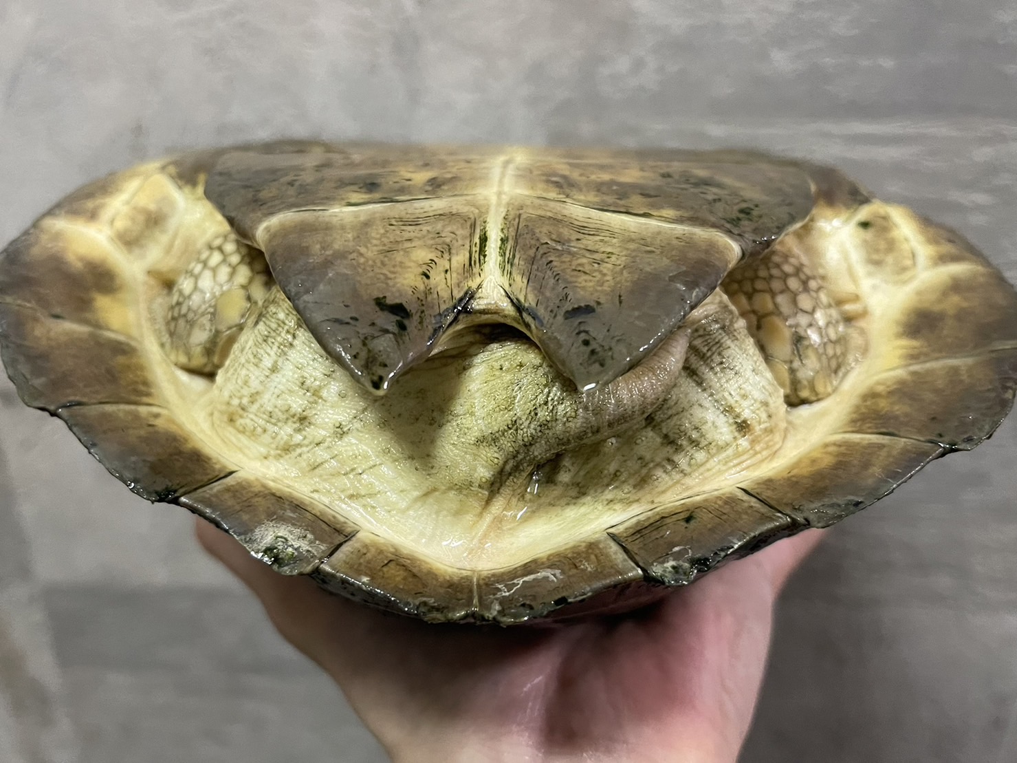 アルビノヒジリガメ（甲長２４ｃｍ）