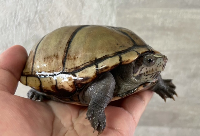 フロリダドロガメ（甲長１２ｃｍ）メス