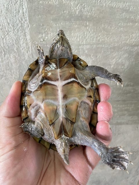 カブトニオイガメ（甲長９．５ｃｍ）メス