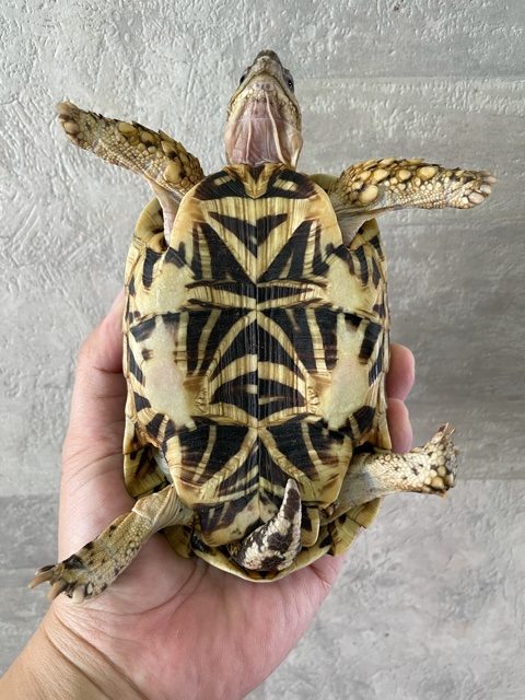 インドホシガメ（甲長１３．５ｃｍ）オス