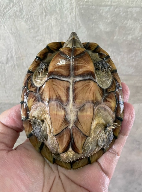 カブトニオイガメ（甲長１１ｃｍ）メス