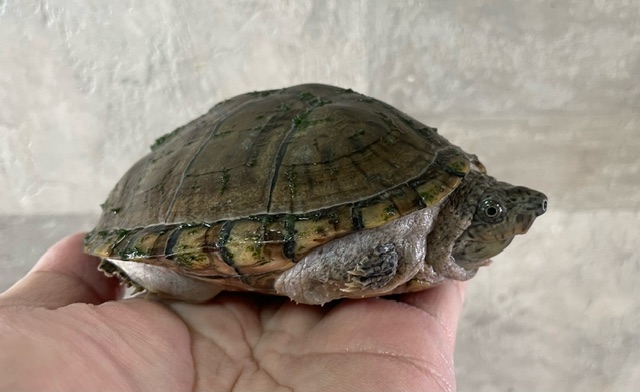 カブトニオイガメ（甲長１１．５cm）メス