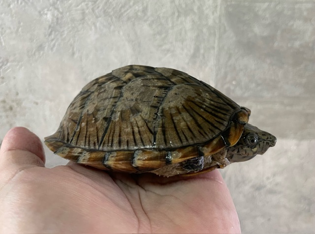 カブトニオイガメ（甲長１１ｃｍ）メス