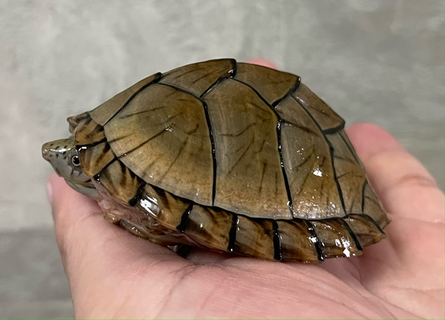 カブトニオイガメ（甲長７ｃｍ）ライトカラー