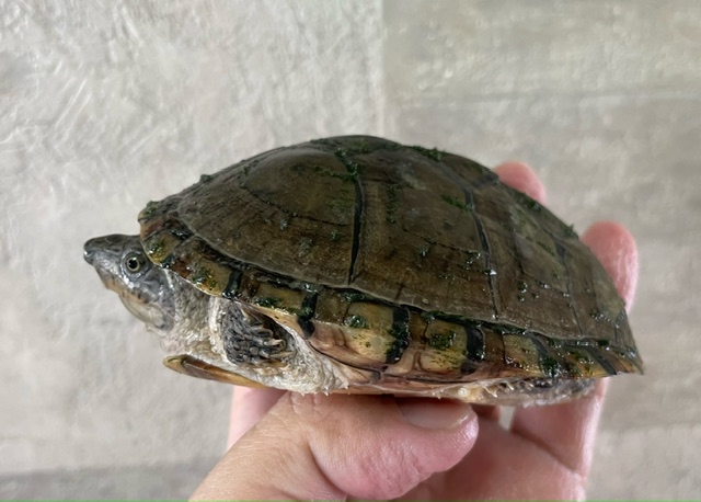 カブトニオイガメ（甲長１１．５cm）メス