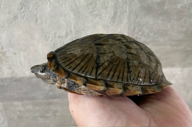 カブトニオイガメ（甲長１１ｃｍ）メス