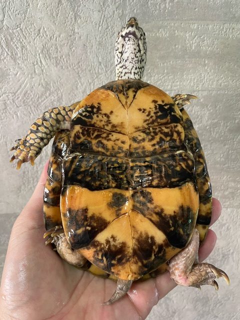 トウブハコガメ（甲長１４ｃｍ）オス