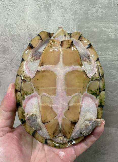 カブトニオイガメ（甲長１５ｃｍ）メス