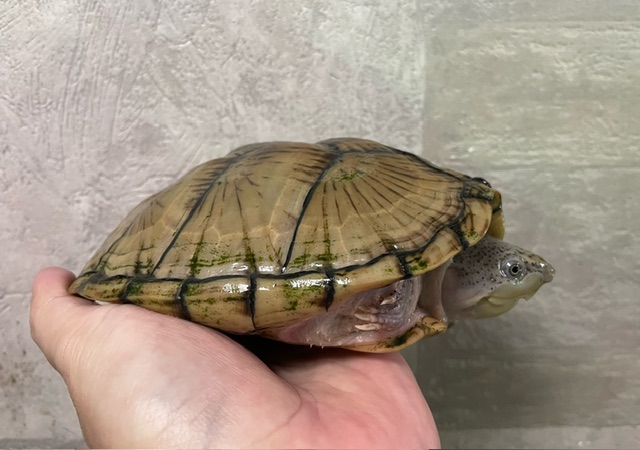 カブトニオイガメ（甲長１５ｃｍ）メス