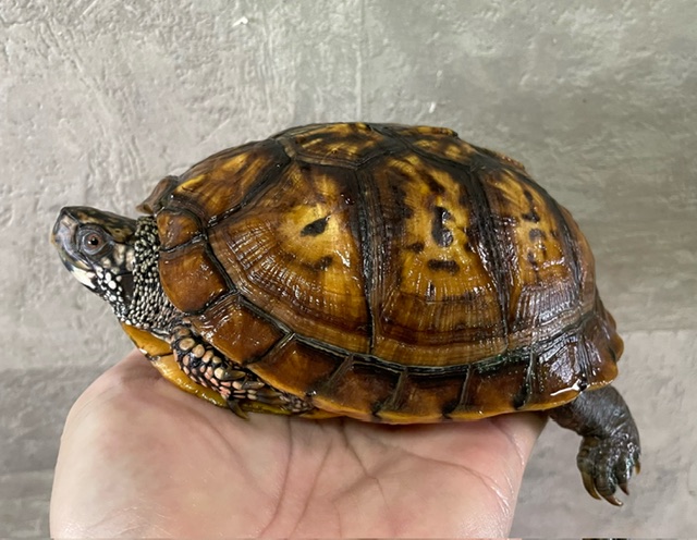 トウブハコガメ（甲長１４ｃｍ）オス