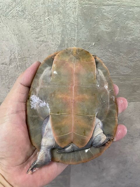 ズアカヨコクビガメ（甲長１３ｃｍ）