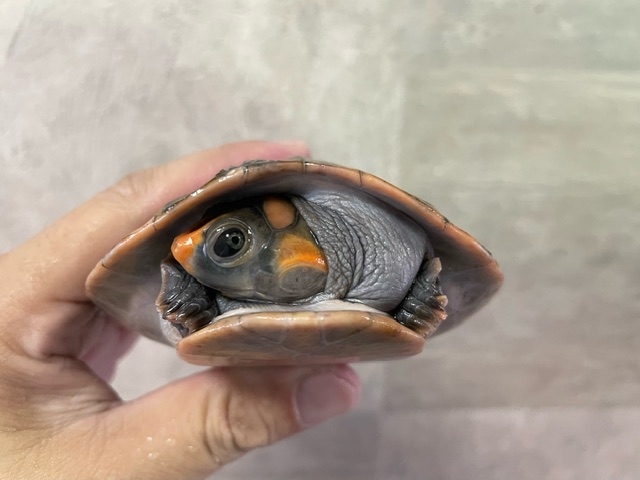 ズアカヨコクビガメ（甲長１３ｃｍ）