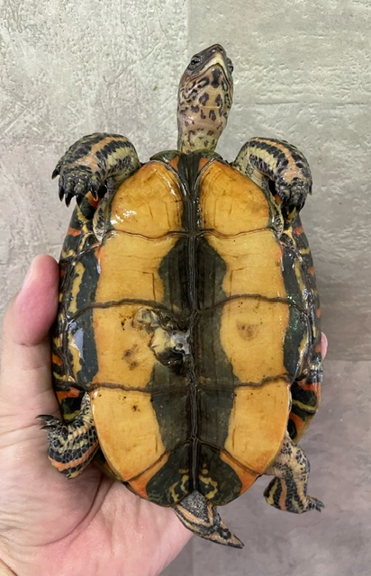 マンヤマガメ（甲長１４ｃｍ）オス