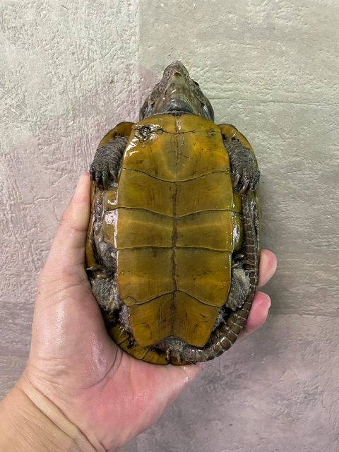 シウイオオアタマガメ（甲長１３ｃｍ）メス