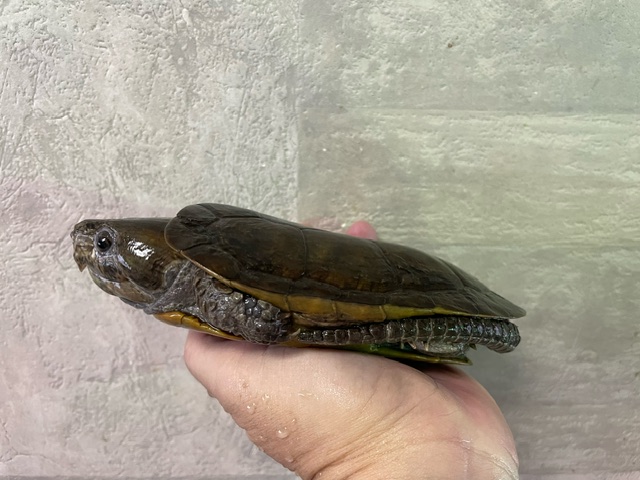 シウイオオアタマガメ（甲長１３ｃｍ）メス