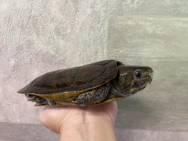 シウイオオアタマガメ（甲長１３ｃｍ）メス