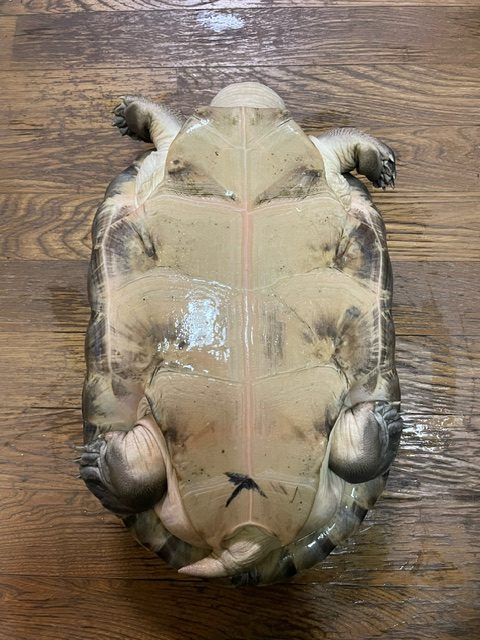 ボルネオカワガメ（甲長４０ｃｍ）