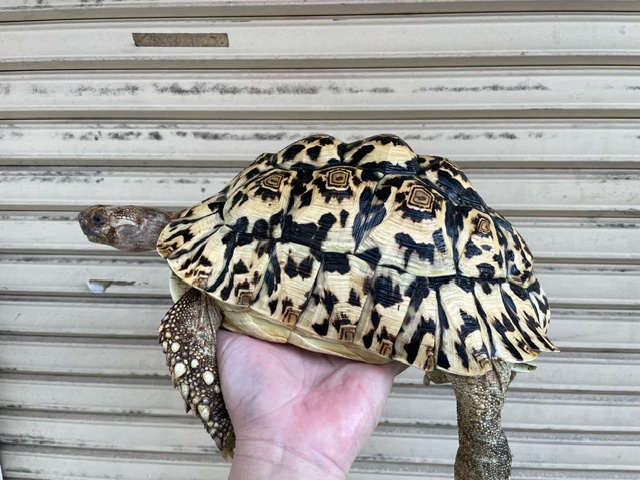 ヒョウモンガメ（甲長２７ｃｍ）オス