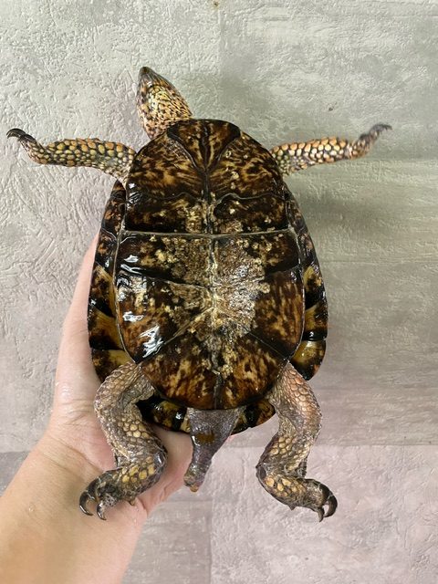 トウブハコガメ（甲長１６．５ｃｍ）オス