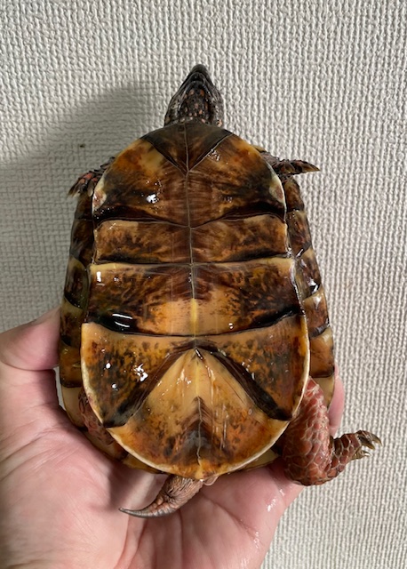 トウブハコガメ（甲長１３ｃｍ）オス