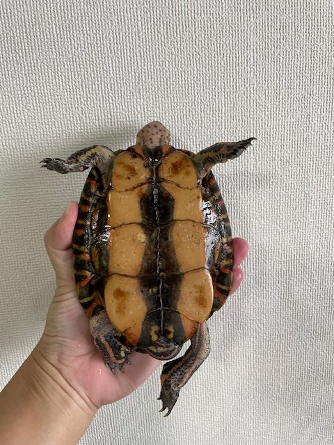 マンヤマガメ（甲長１３ｃｍ）メス