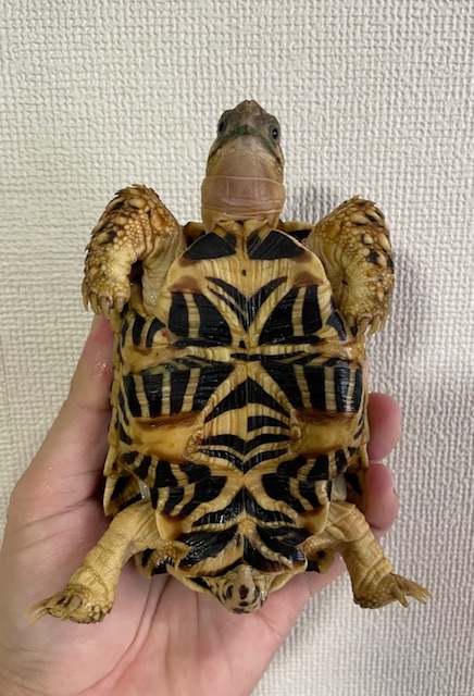 インドホシガメ（甲長１２ｃｍ）オス