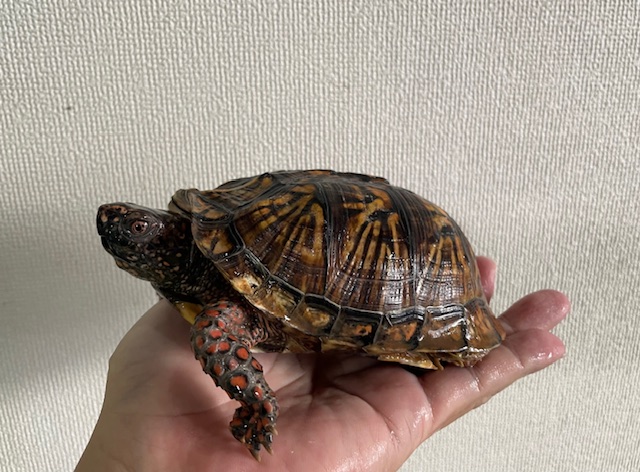 トウブハコガメ（甲長１３ｃｍ）オス