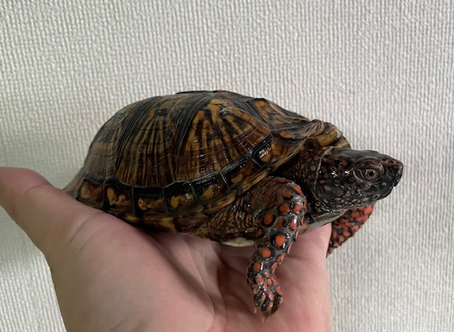 トウブハコガメ（甲長１３ｃｍ）オス