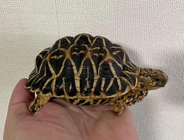 インドホシガメ（甲長１２ｃｍ）オス