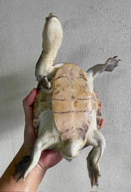 ジーベンロックナガクビガメ（甲長１７ｃｍ）オス